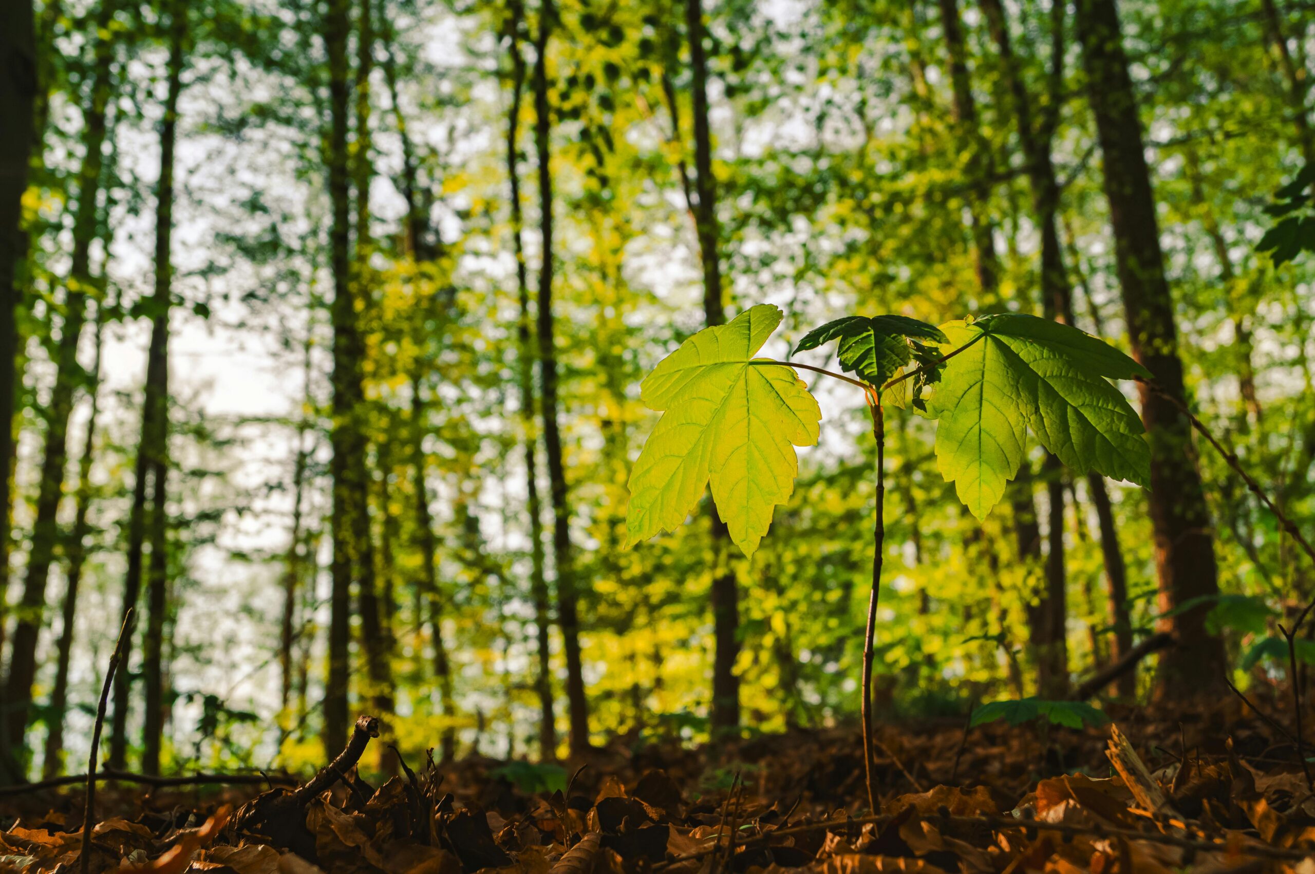 EcoVadis και ESG