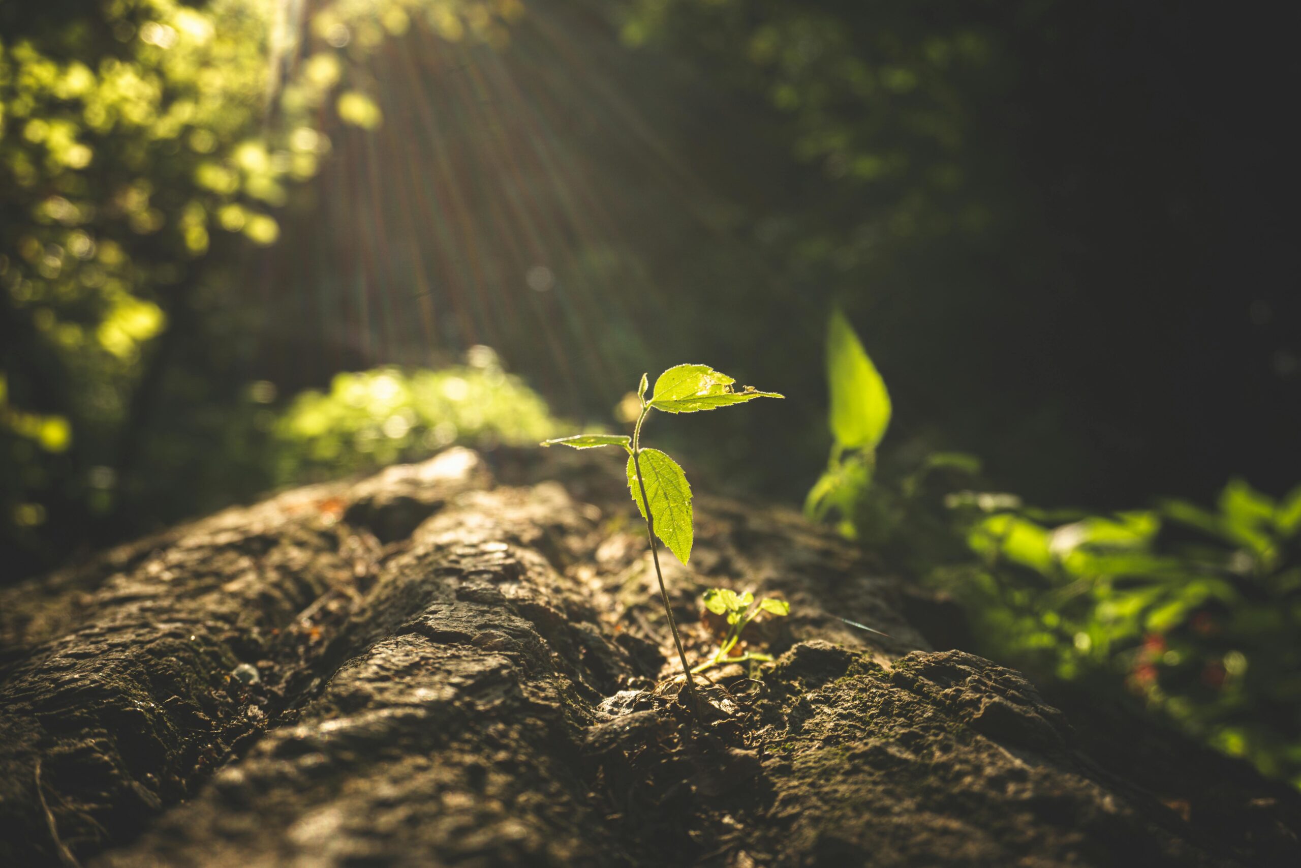 ISO 14001:2026